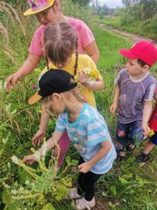 мир лекарственных растений1