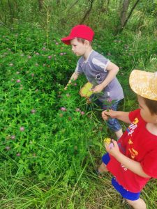 мир лекарственных растений2