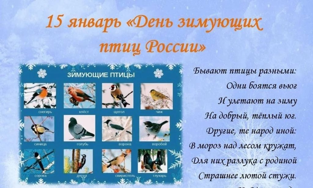 зим птицы1